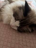 Ragdoll, Pumbaa