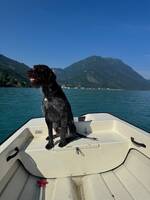 Vorstehund
