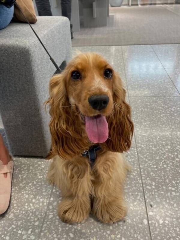 Hund - Josephine the Cocker Spaniel