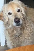 Goldendoodle Mikke