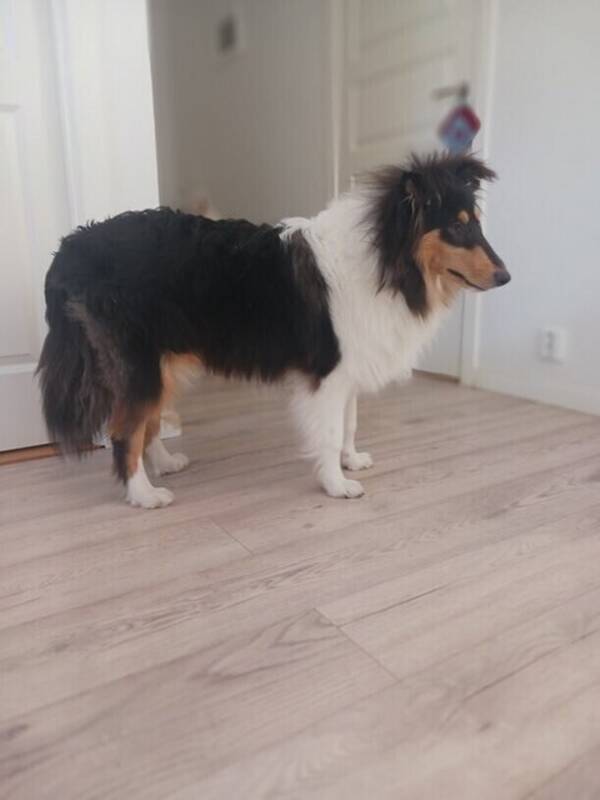 Hund - Collievalpen Guinness
