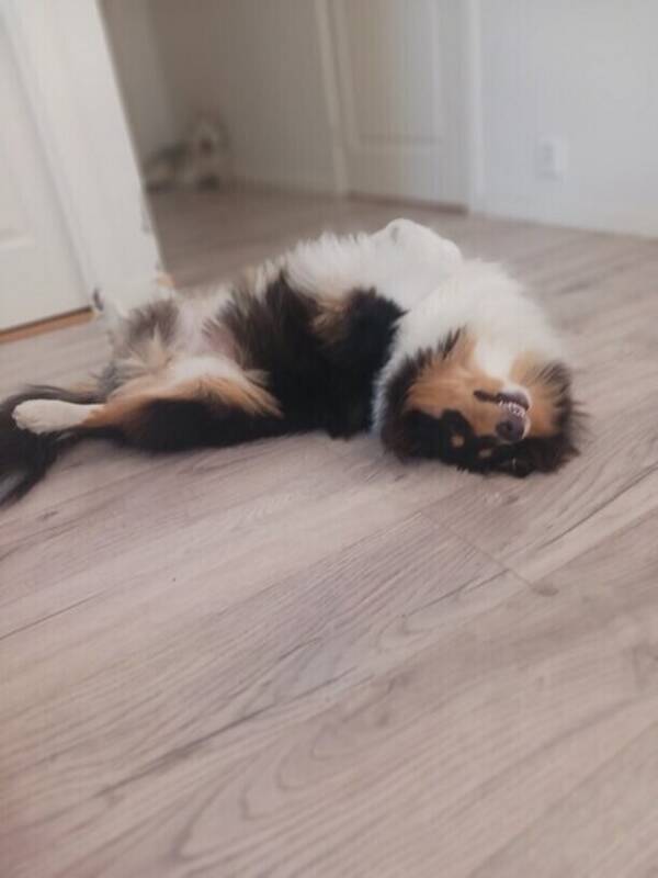 Hund - Collievalpen Guinness