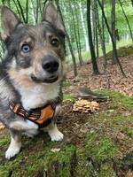 Eski, västgötaspets