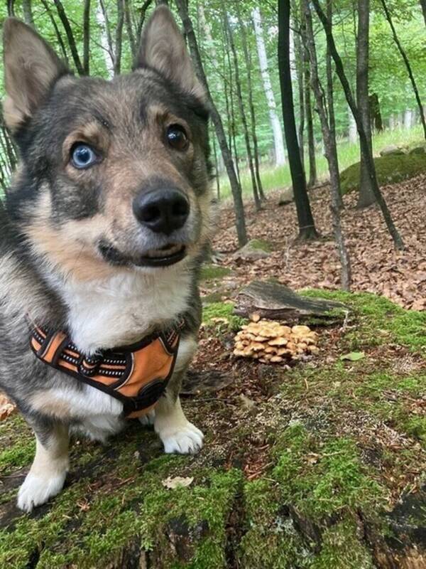 Hund - Eski, västgötaspets