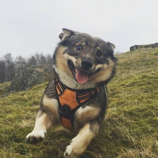 Hund - Eski, västgötaspets