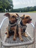 Yorkshireterrier