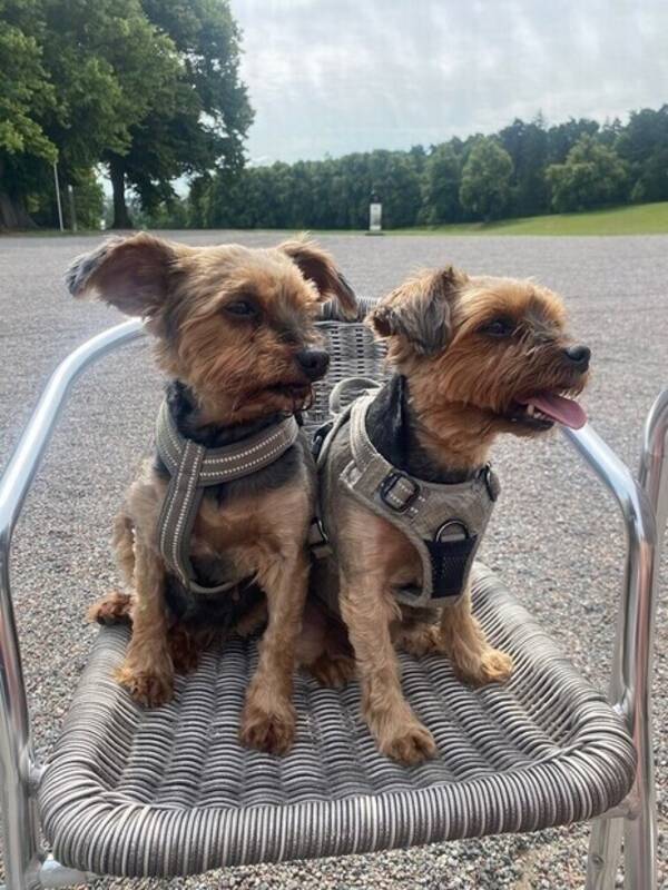 Hund - Yorkshireterrier