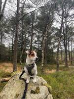 Jack russel terrier, 3,5 år jente stella
