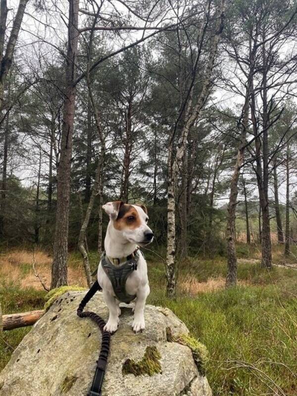 Hund - Jack russel terrier, 3,5 år jente stella
