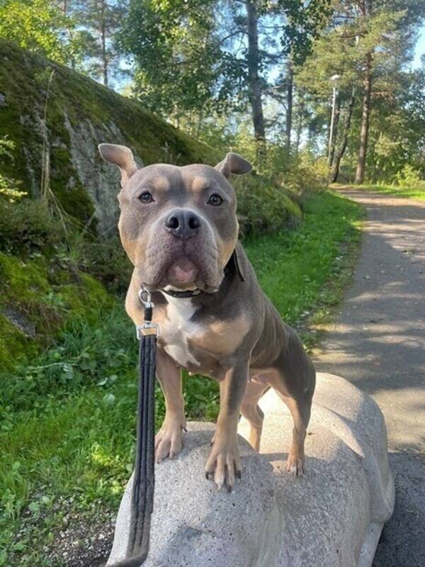 Hund - American Bully