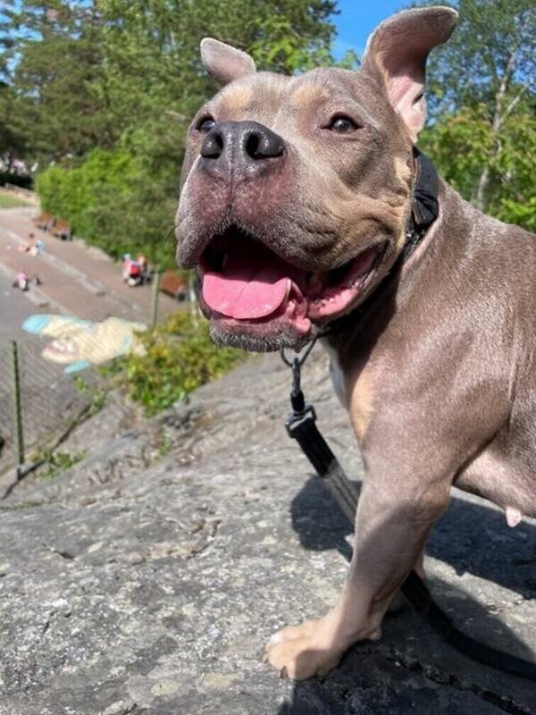 Hund - American Bully