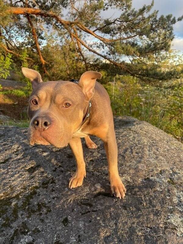 Hund - American Bully