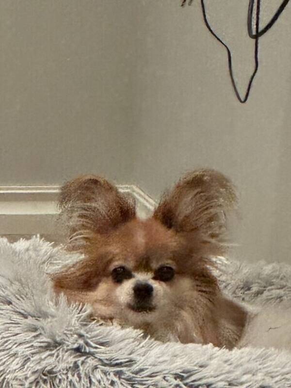Hund - Pappilion, Mio
