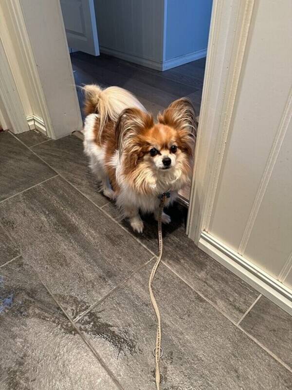 Hund - Pappilion, Mio
