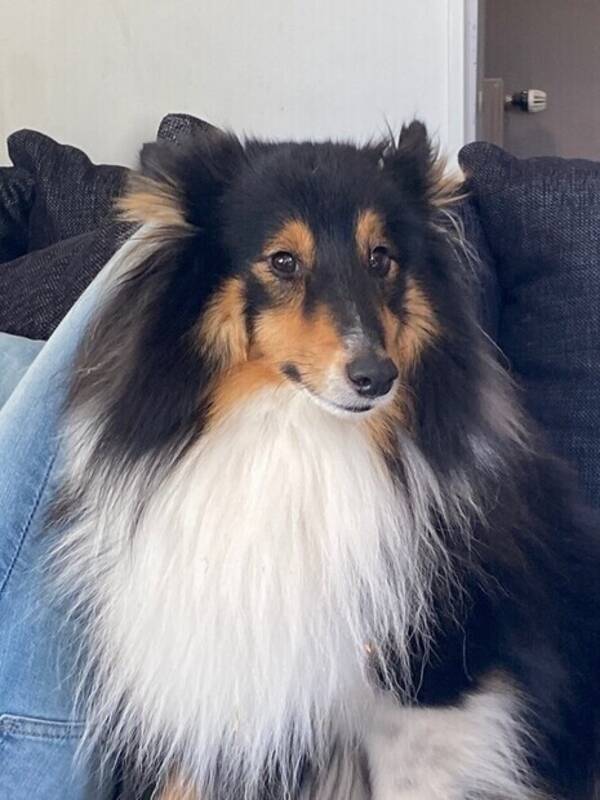 Hund - Wille