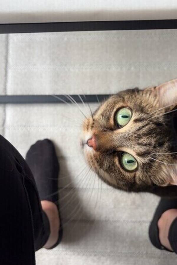 Katt - Nikki