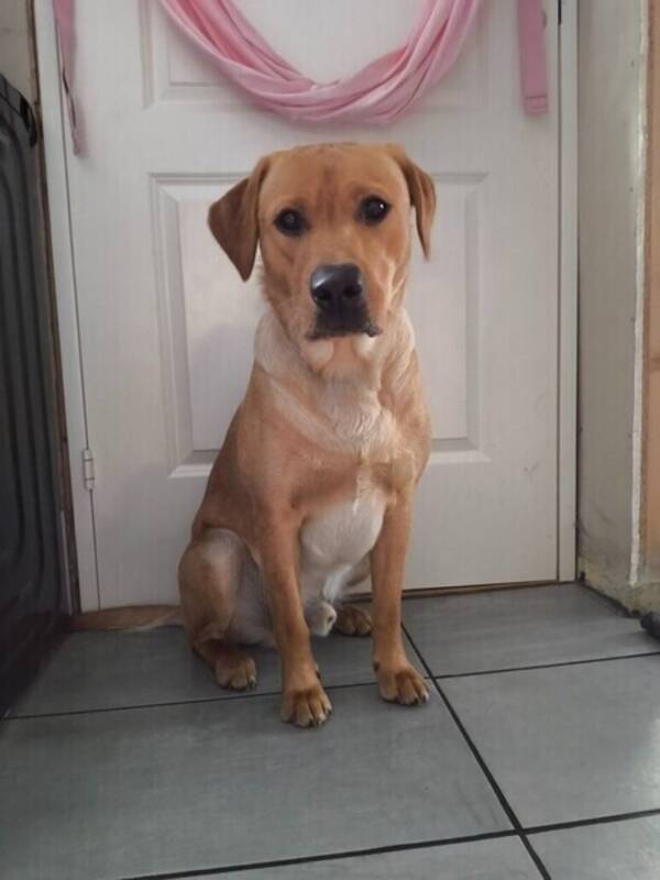 Hund - Jakt labrador Bamse