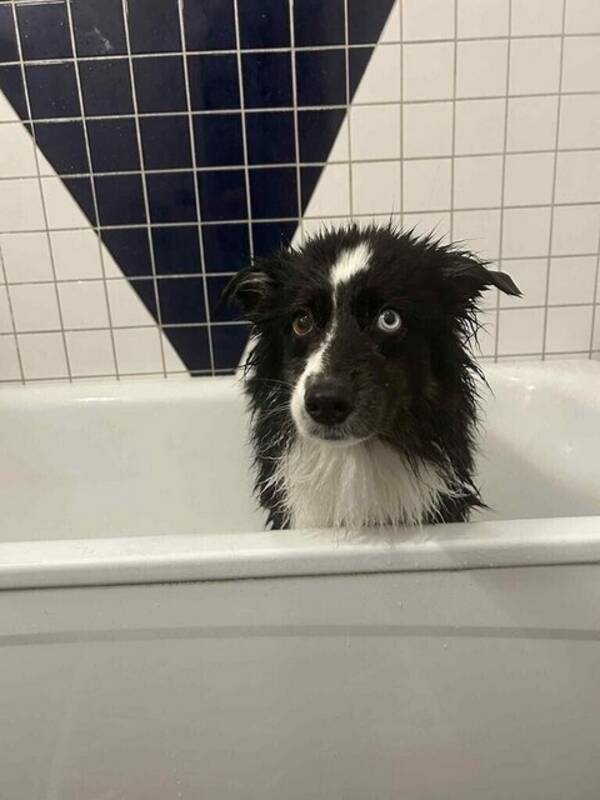 Hund - Mysiga familjehundar