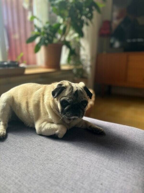 Hund - Mops Doris 