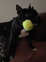 Staffordshire Bull terrier 