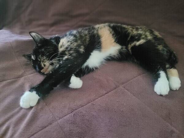 Katt - Simona 