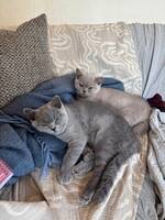 Katt Poppy