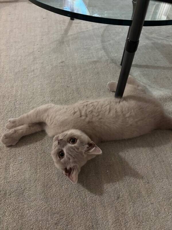 Katt - Katt Stefan