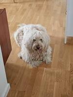 Labradoodle