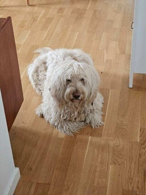 Hund - Labradoodle