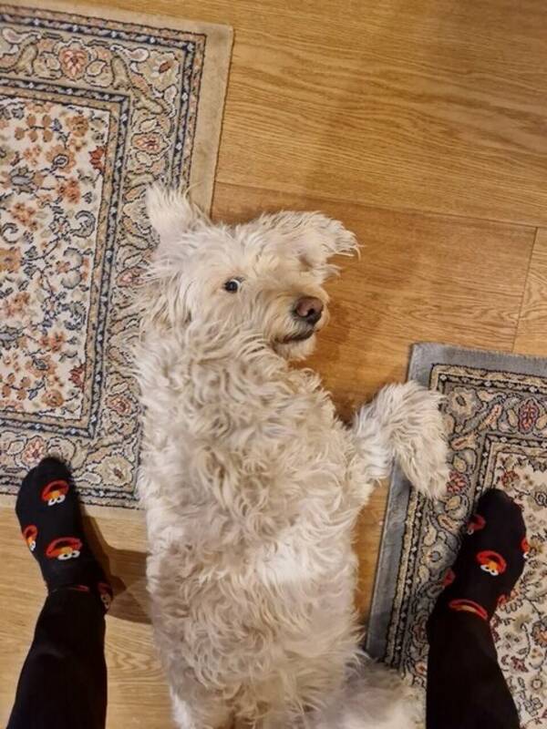 Hund - Labradoodle