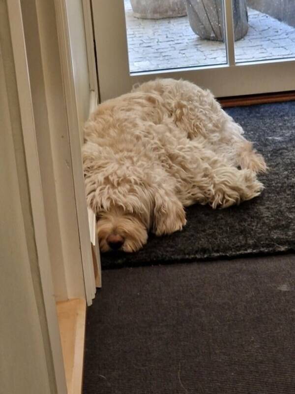 Hund - Labradoodle