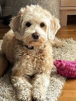 Australsk labradoodle