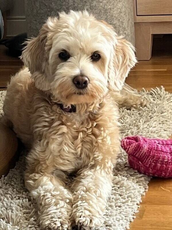 Hund - Australsk labradoodle