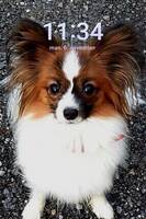 Papillon