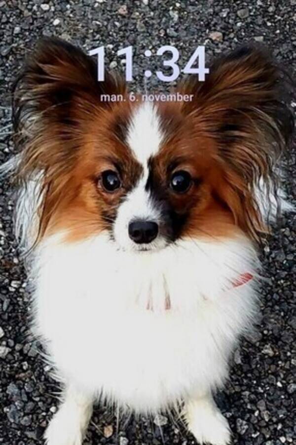 Hund - Papillon