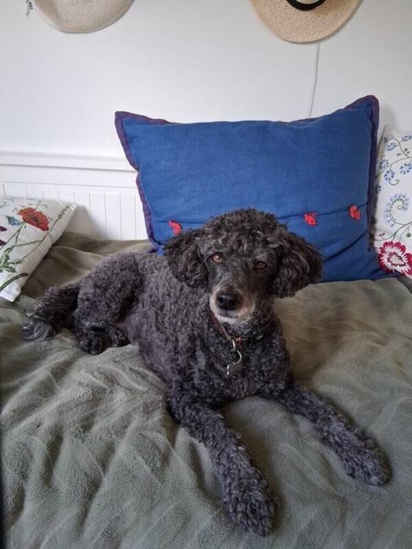 Hund - Pudel Ludde  4,5år 