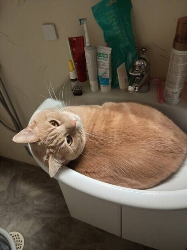 Katt - Malte 