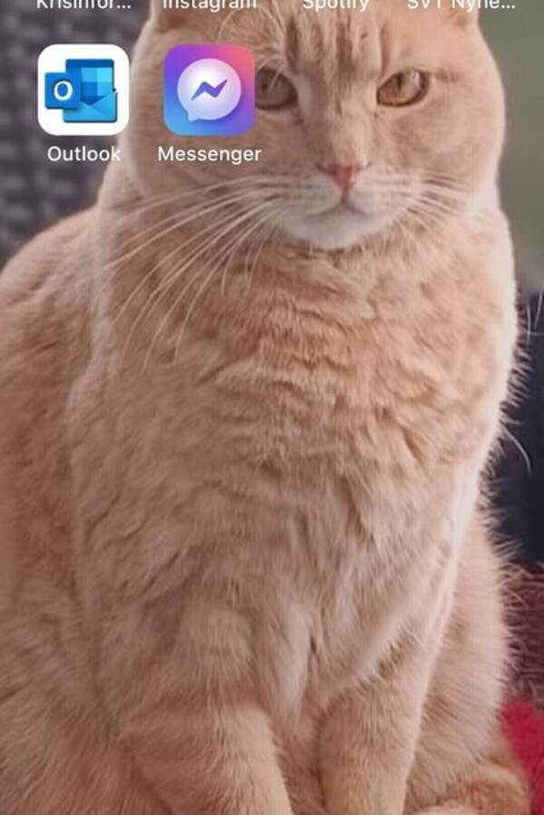 Katt - Malte 