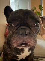 Fransk Bulldog