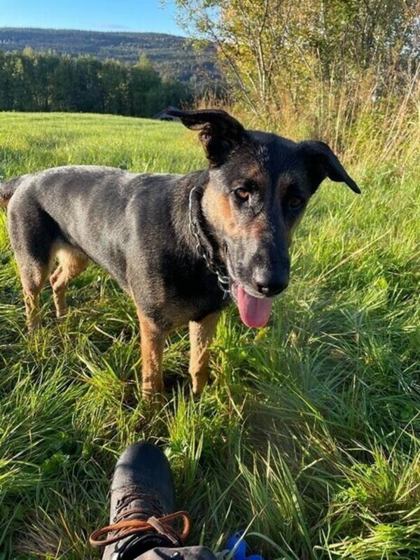 Hund - Schäfer 