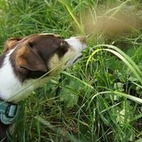 Dansk svensk gårdshund 6 år gammal
