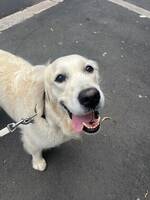 Golden Retriever 