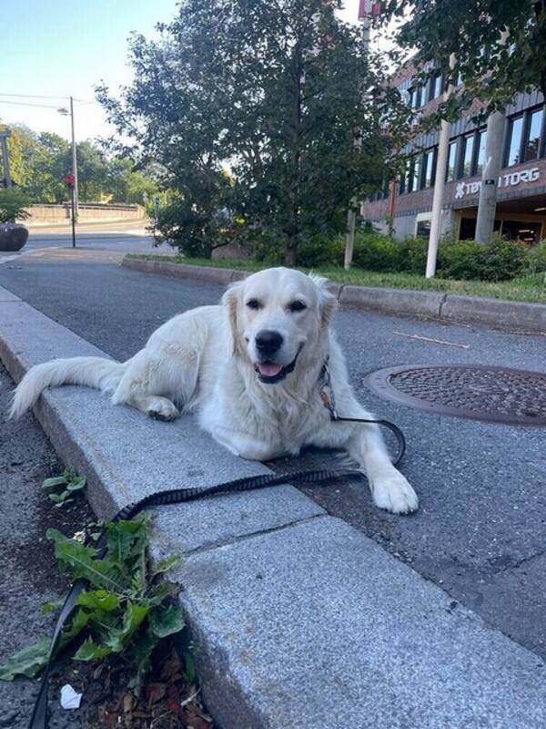 Hund - Golden Retriever 