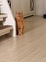 Katten Zingo