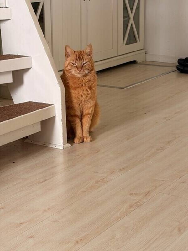 Katt - Katten Zingo