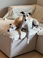 Whippets Winston och Ziggy
