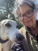 Whippet Winston 