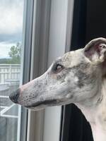 Whippet Ziggy