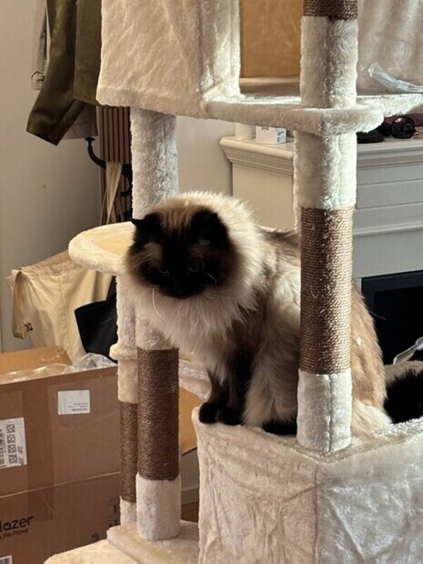 Katt - Kotte
