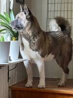 Amerikansk Akita